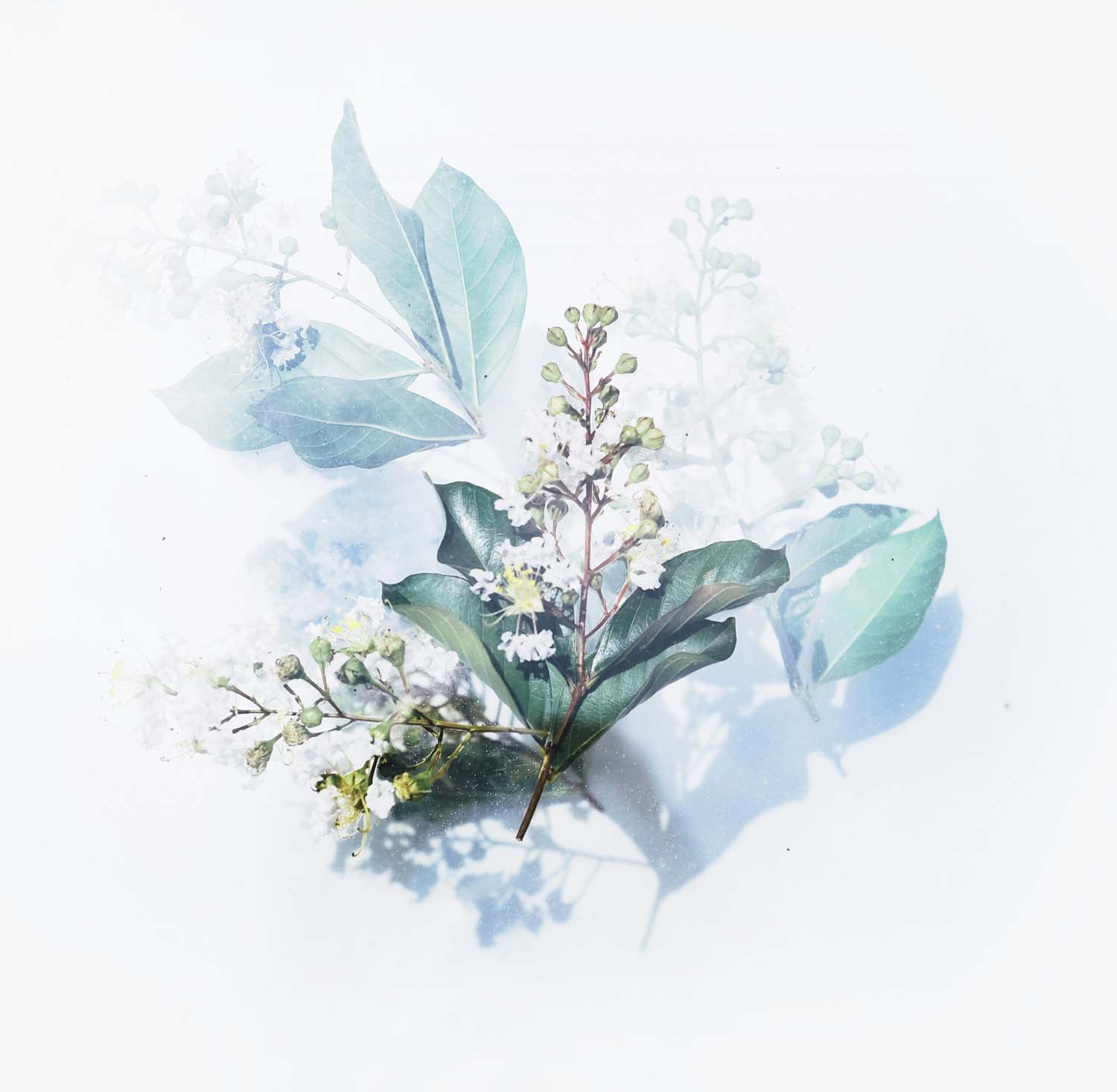 painting-flowers.jpg