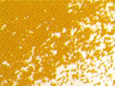 Conte Crayon Colour Golden Ochre 63