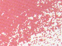 Conte Crayon Colour Pink 11