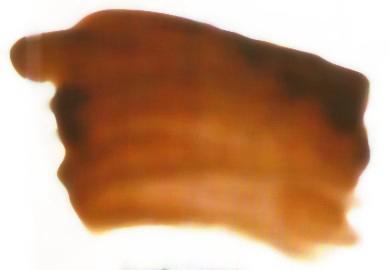 Atelier Interactive - Burnt Sienna - S1