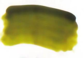 Atelier Interactive - Olive Green - S1