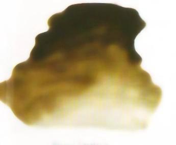 Atelier Interactive - Raw Umber - S1